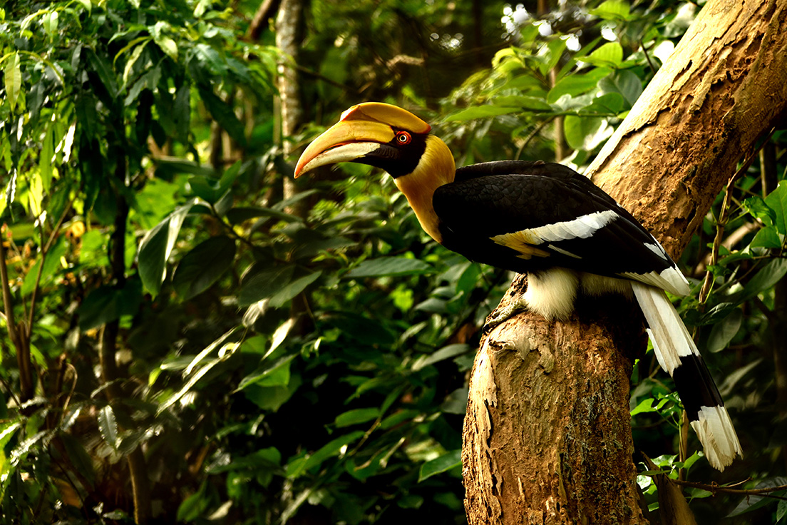 Hornbill